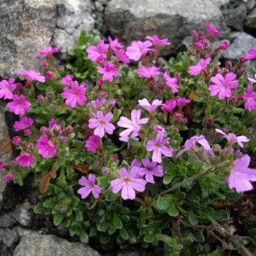DR HAHNLE FAIRY STARFLOWER (FAIRY FOXGLOVE)