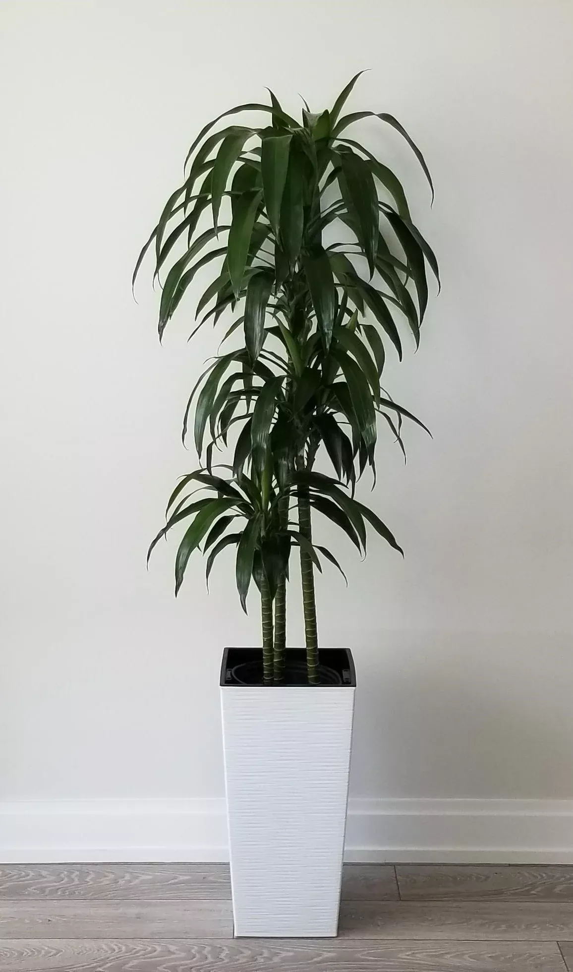 Dracaena Elegance Cane