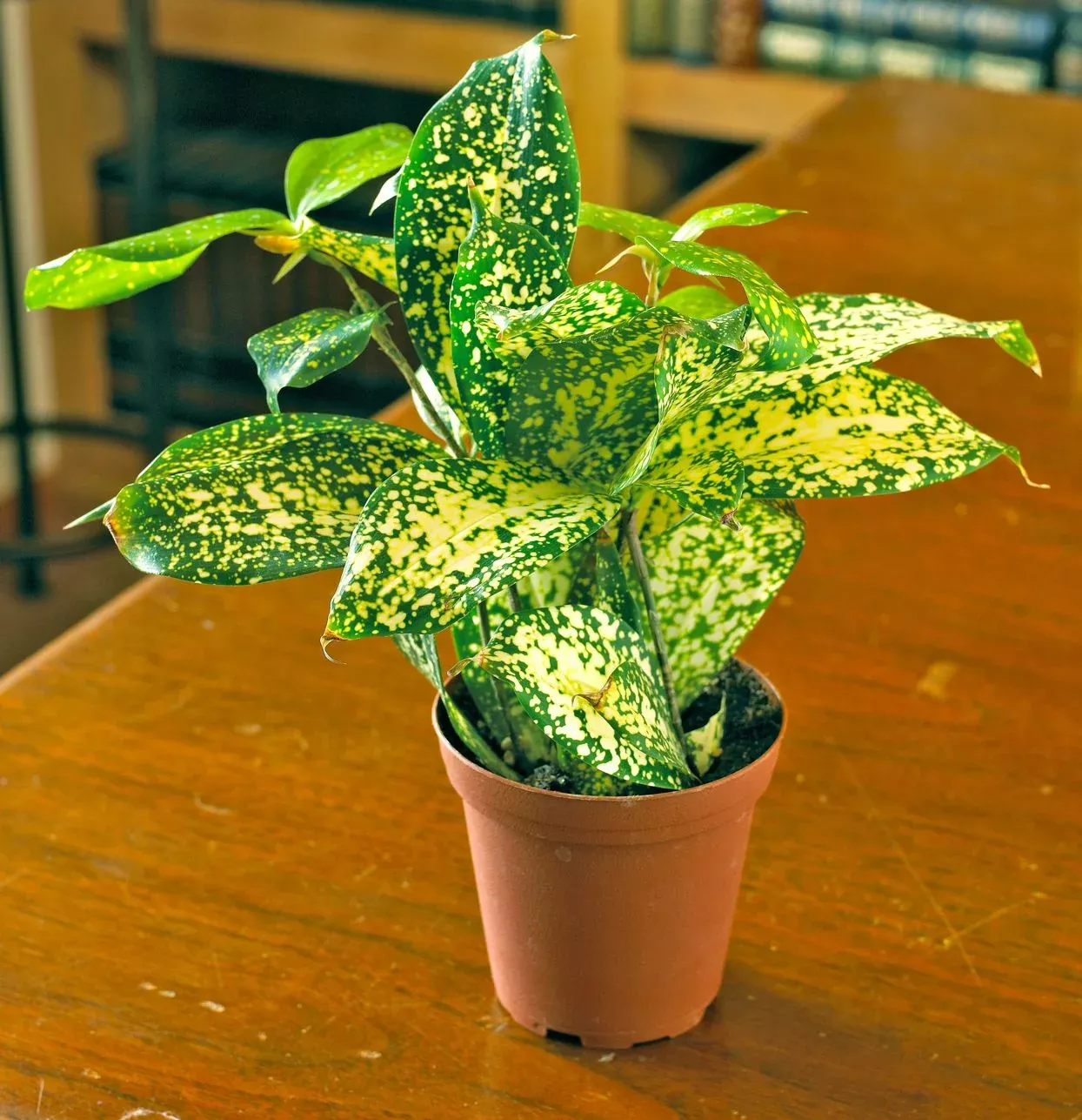 Dracaena Florado