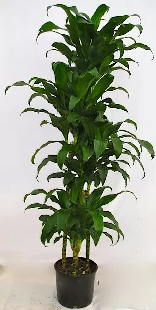 Dracaena Hawaii Girl