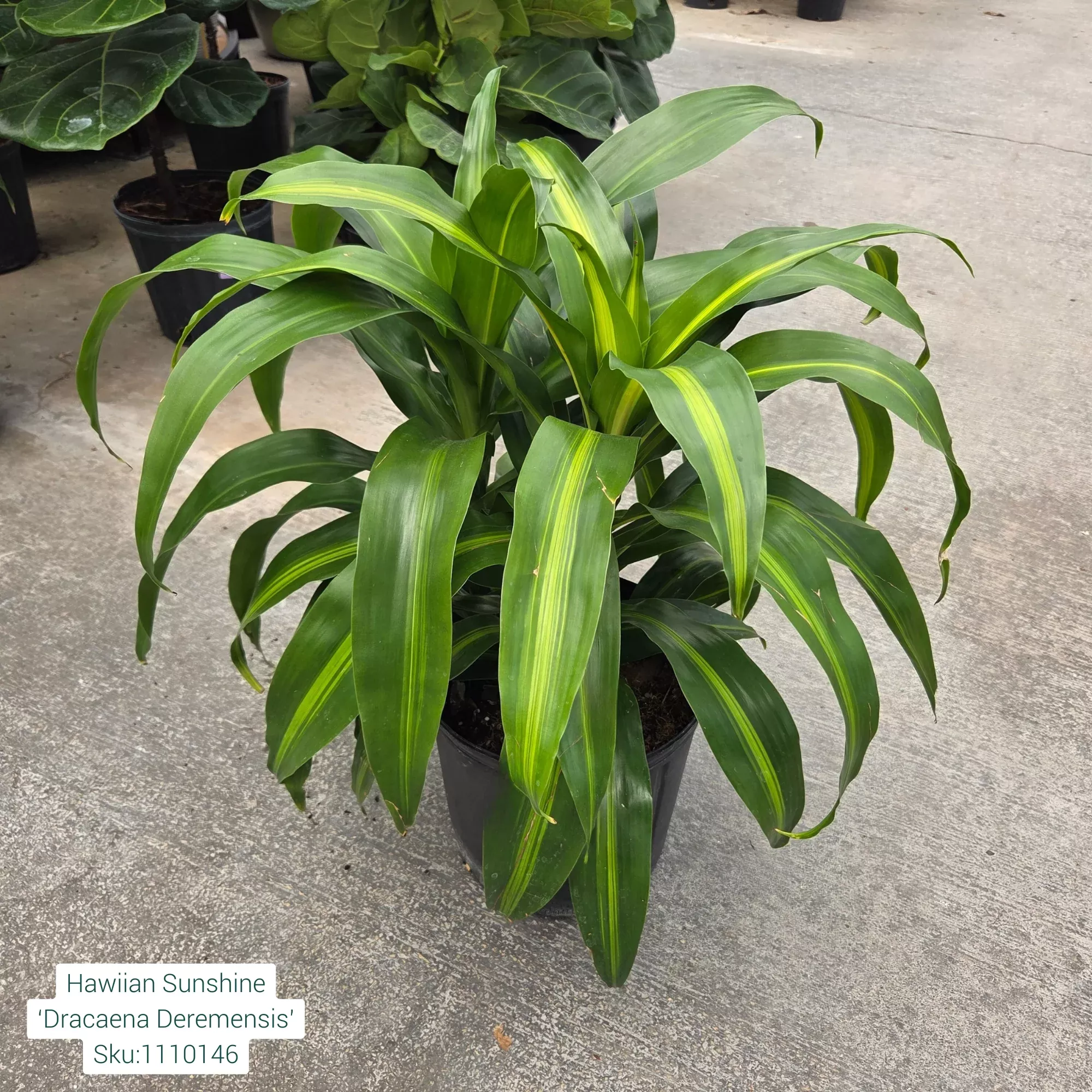 Dracaena 'Hawaiian Sunshine' - 10" Potted Houseplant