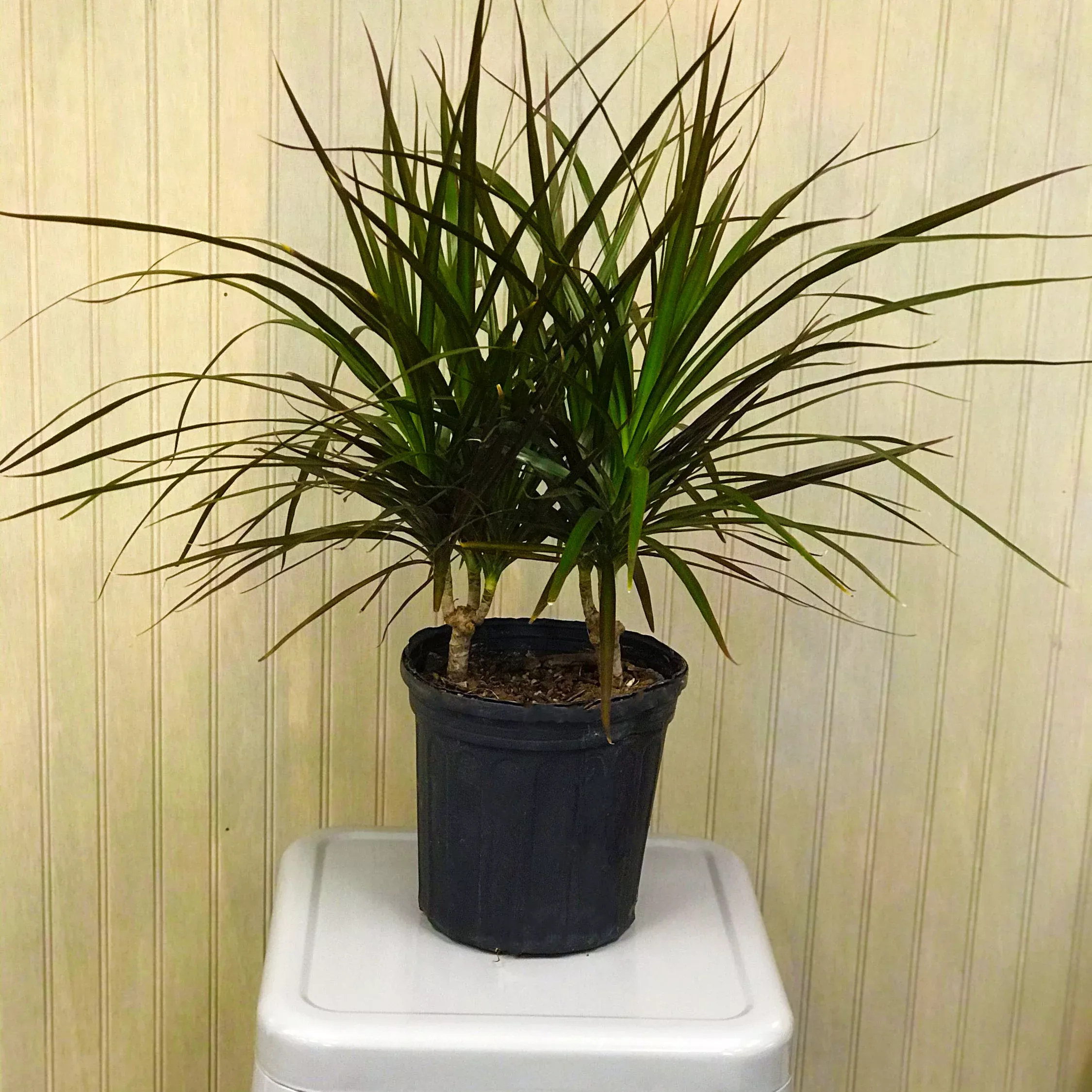 Dracaena Magenta -6" Potted Houseplant