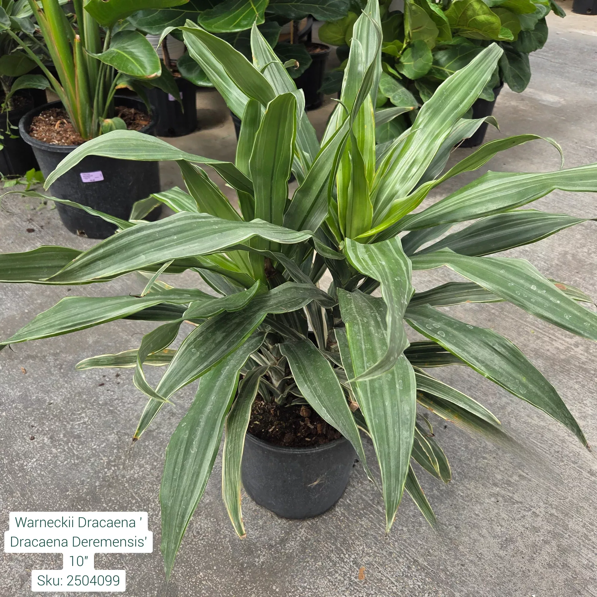 Dracaena Warneckii - 10" Potted Houseplant