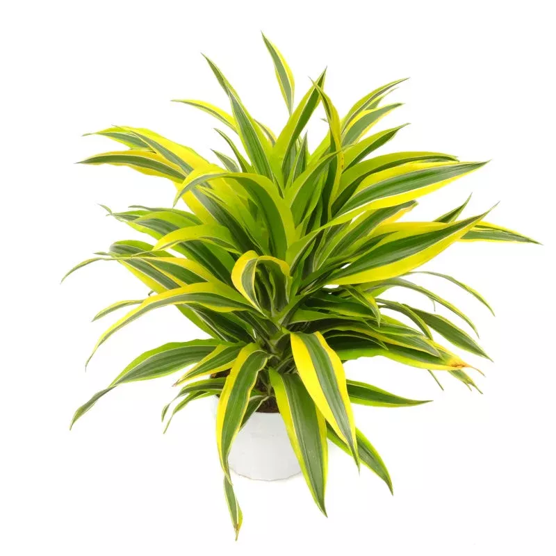 DRACENA GREENSTRIPE