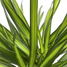 Dracena Rikki