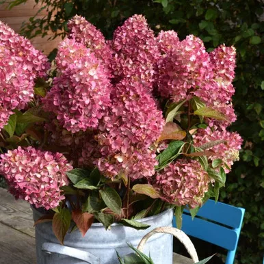 Dragon Baby Hydrangea