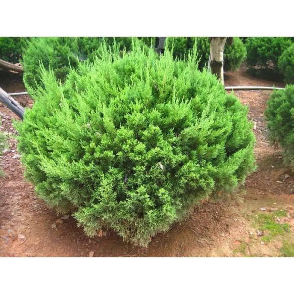 Dragon Chinese Juniper