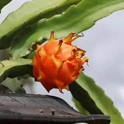 Dragon Fruit Plants
