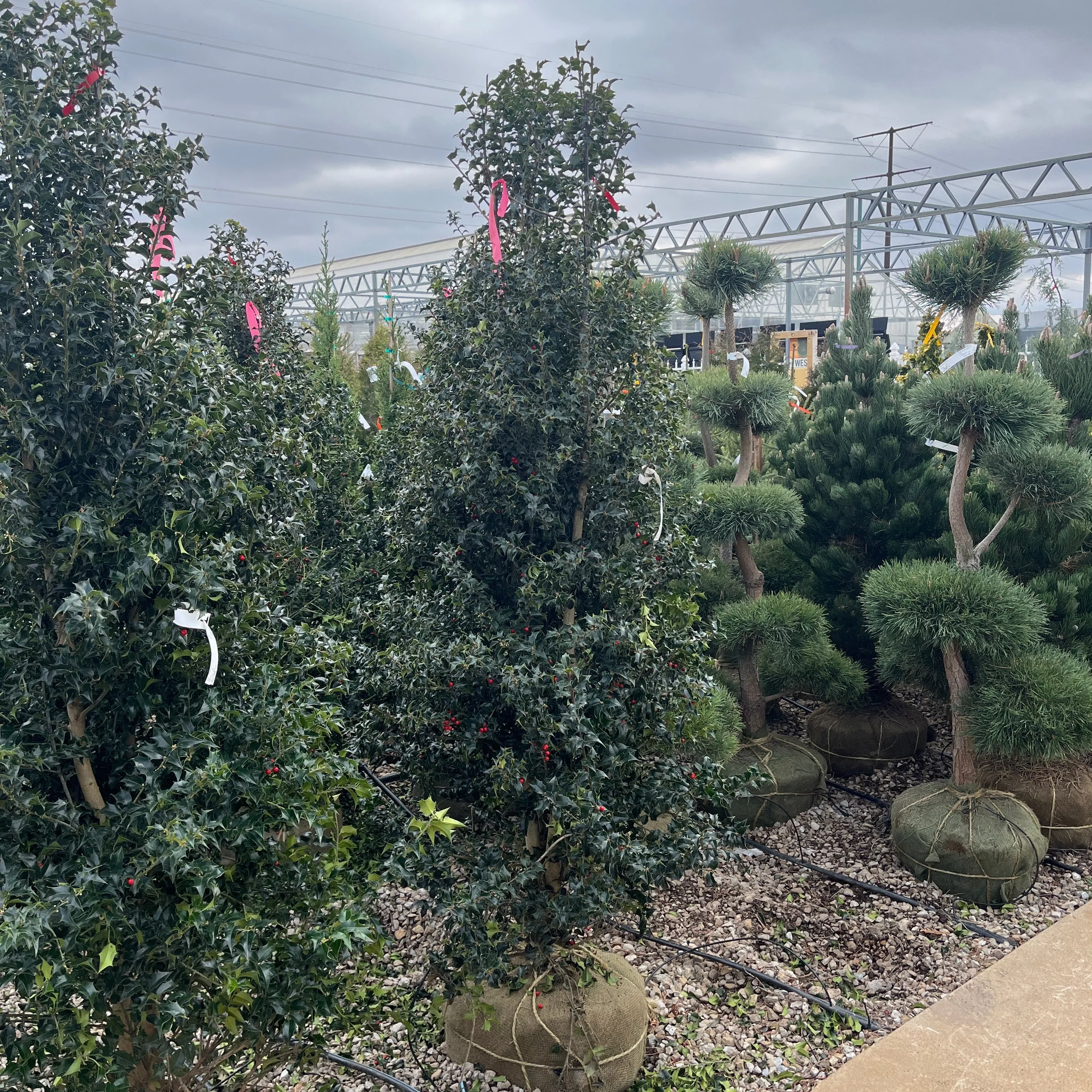 Dragon Lady Holly - Ilex - 5-6 Foot Ball & Burlap Tree