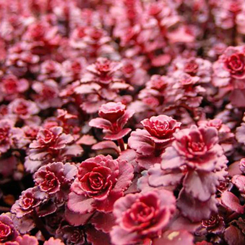 Dragon’s Blood Sedum Plant Plug (Sedum spurium 'Dragon's Blood') – Red-Tinged Foliage and Flowers for Groundcover.