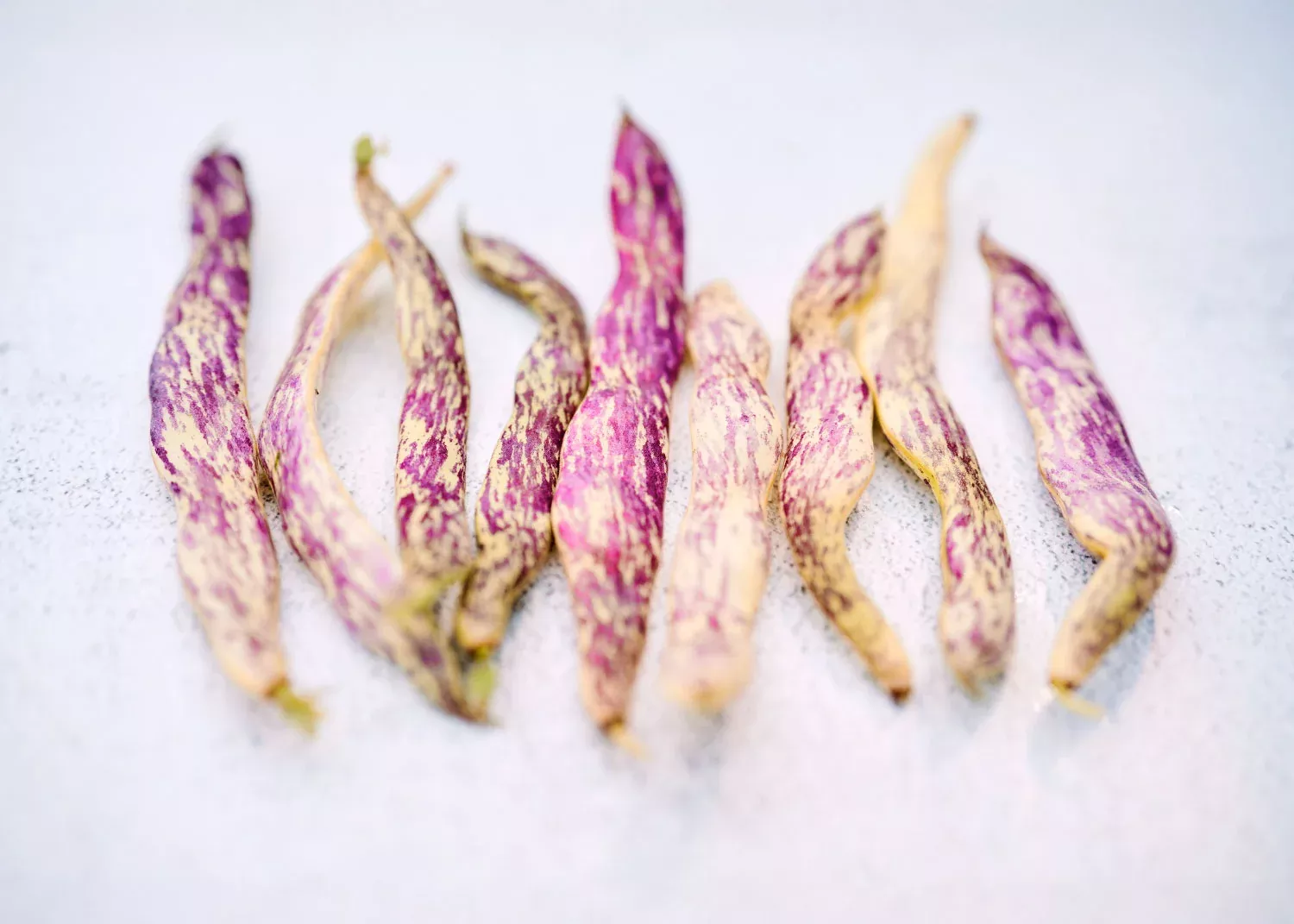 Dragon's Tongue - Bean Seeds - Certified Naturally Grown (CNG)