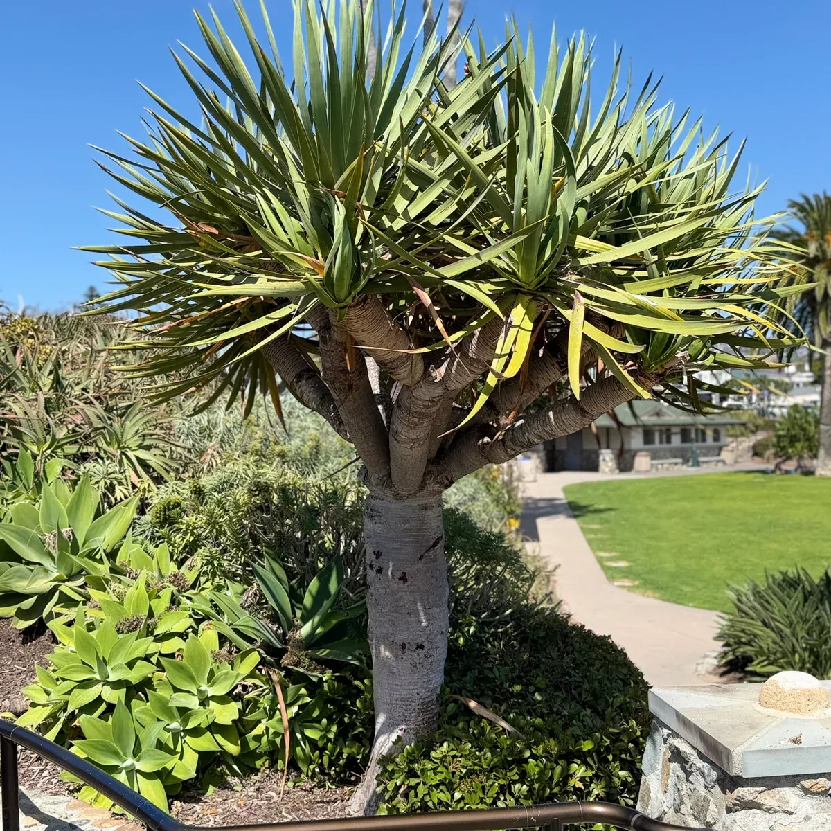 Dragon Tree