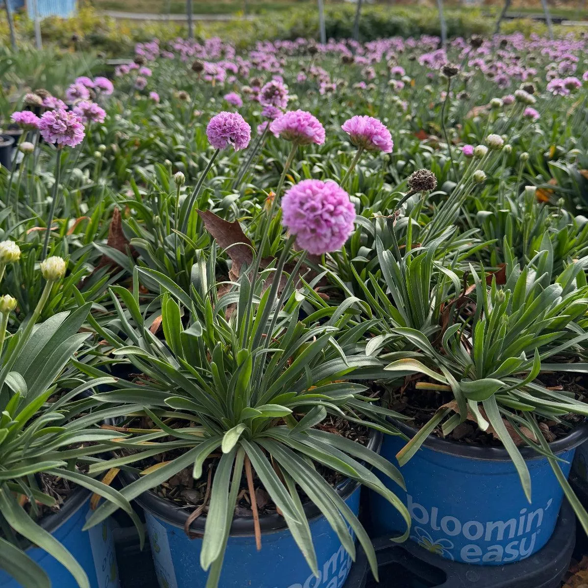 Dreameria Sweet Dreams Sea Thrift