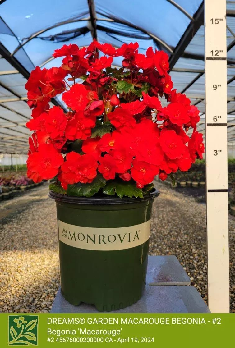 Dreams Garden MacaRouge Begonia
