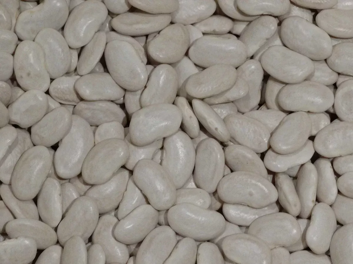 Drew's Dandy Bean