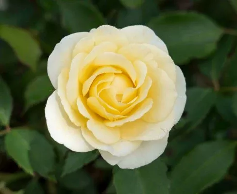 Drift - Buttercream Drift Rose