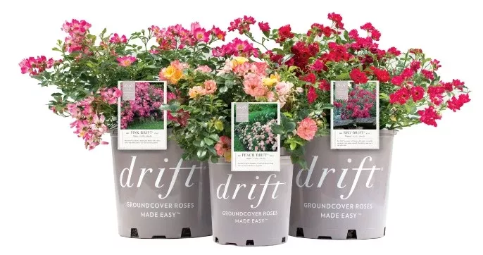 Drift - Rosa Drift Rose