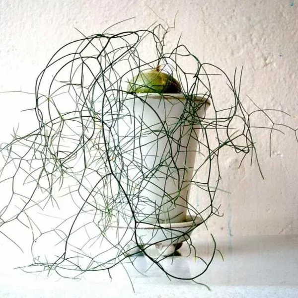Drimia intricata Seeds -Schizobasis intricata