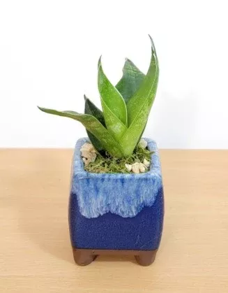 Drip pot with succulent or bamboo