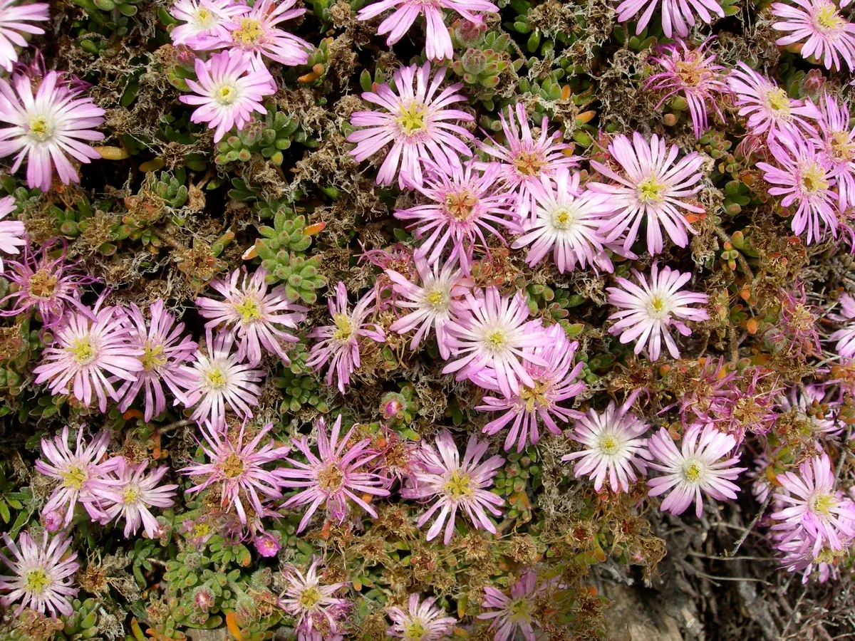 Drosanthemum floribundum Seeds - Rodondo Creeper
