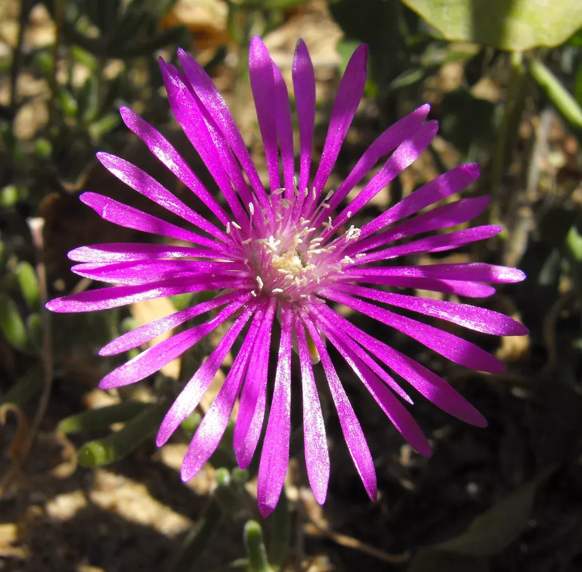 Drosanthemum hispidum Seeds