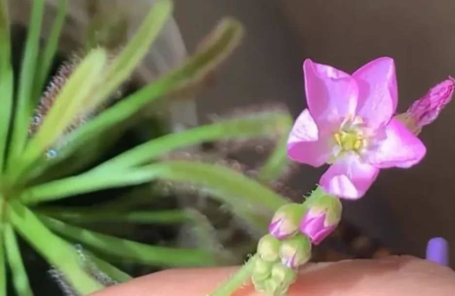 Drosera capensis Seeds - Cape Sundew