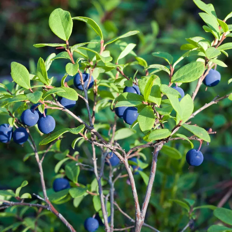 Dryland Blueberry Seeds (Vaccinium angustifolium or Vaccinium spp.) Hardy wild-type blueberry suited to lean acidic soils; produces small flavorful berries and supports native pollinators