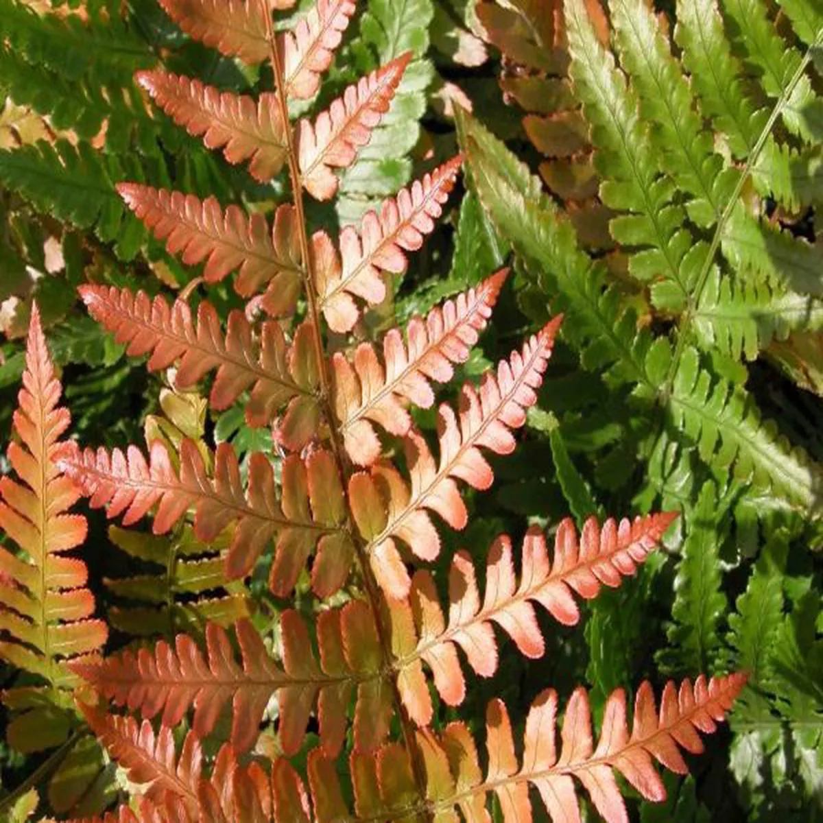 Dryopteris erythrosora Brilliance (Brilliance Autumn Fern)