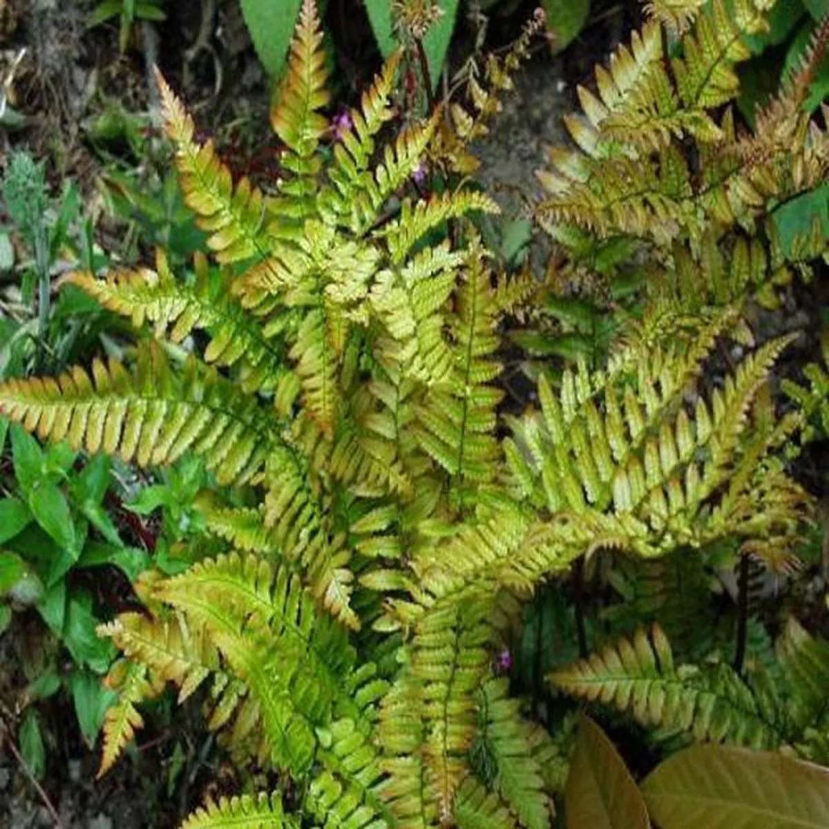 Dryopteris erythrosora prolifica (Copper Shield Fern)