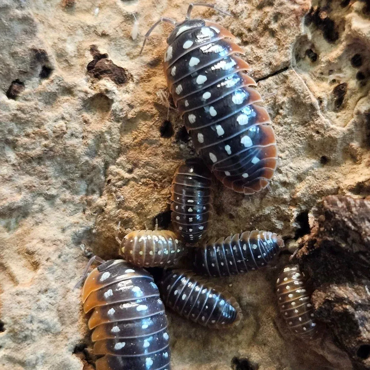 Dubrovnik Isopods (Armadillidium klugii) - Rare Isopods for Bioactive Terrariums, Vivariums, and Clean-Up Crews