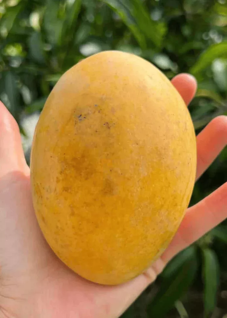 Duncan Mango Tree
