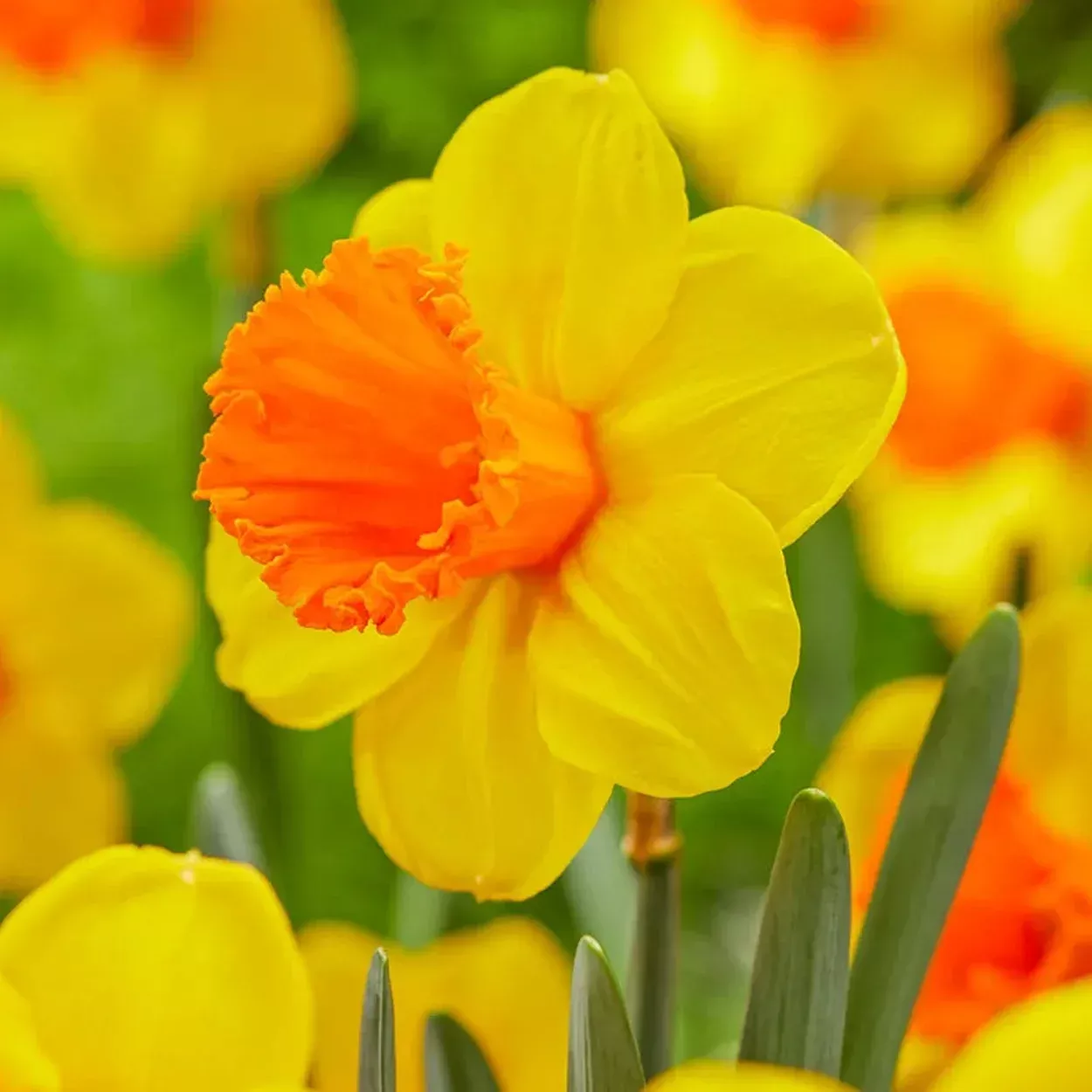 Dunstan's Fire Daffodil