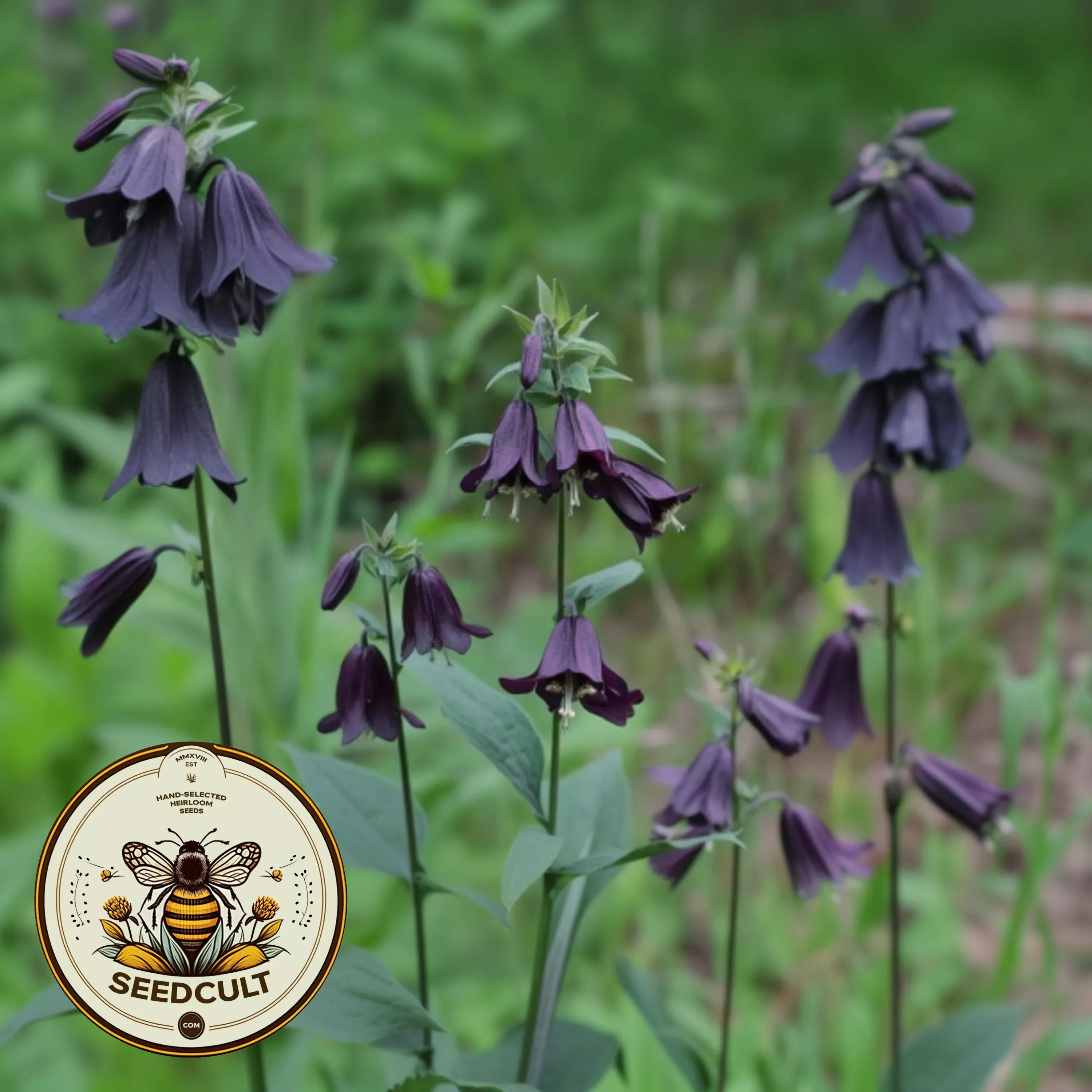 Dusky Penstemon Seeds, Whipple's Penstemon, US Native Wildflower, Penstemon Whippleanus. PT4020