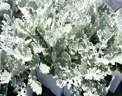 Dusty Miller Silver Dust