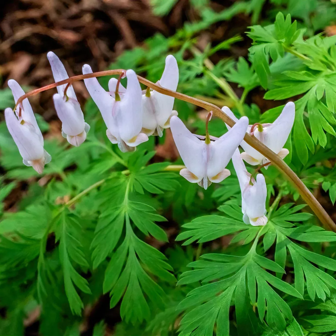 Dutchman's Breeches