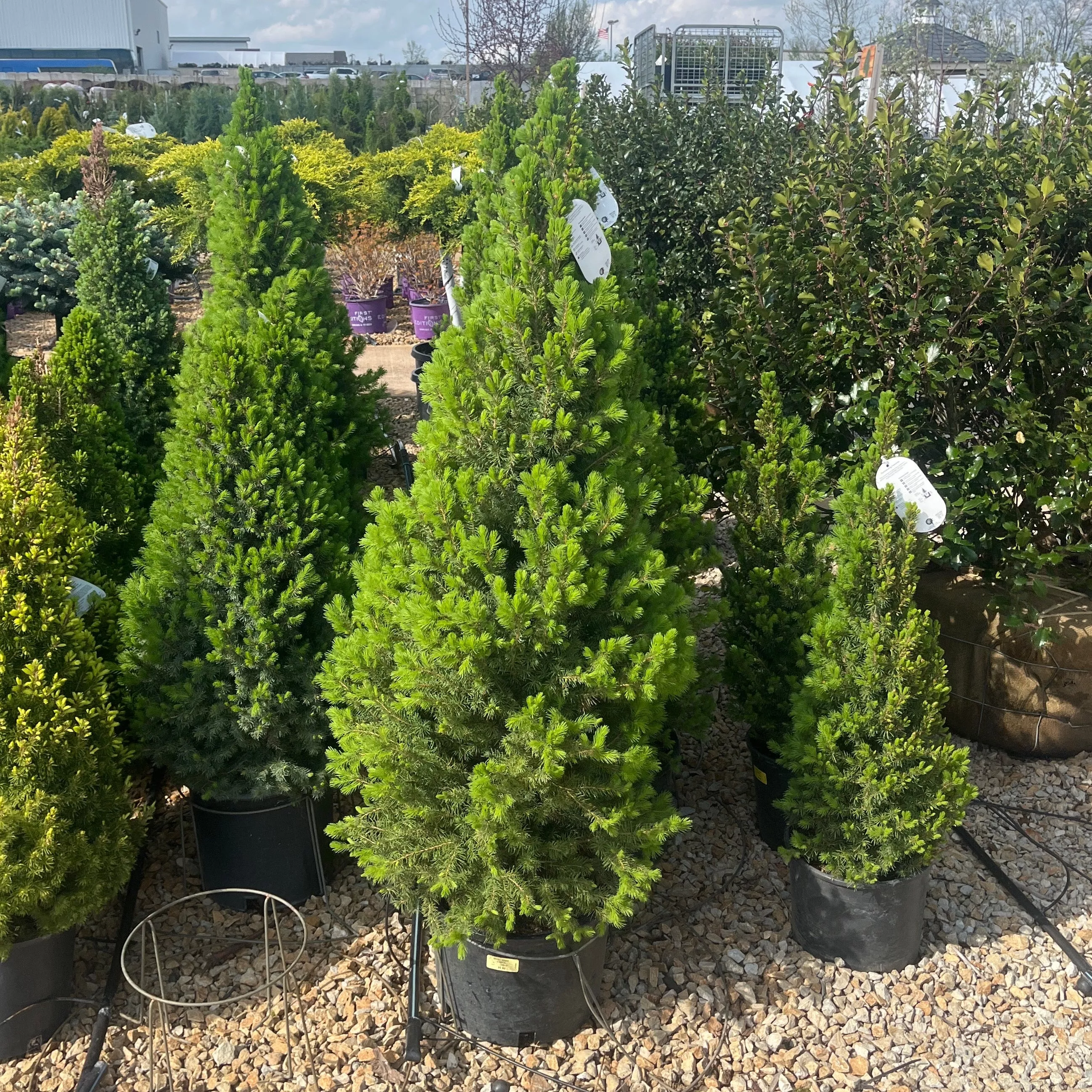Dwarf Alberta Spruce - Picea glauca 'Conica' - 6 Gallon Potted Evergreen Tree