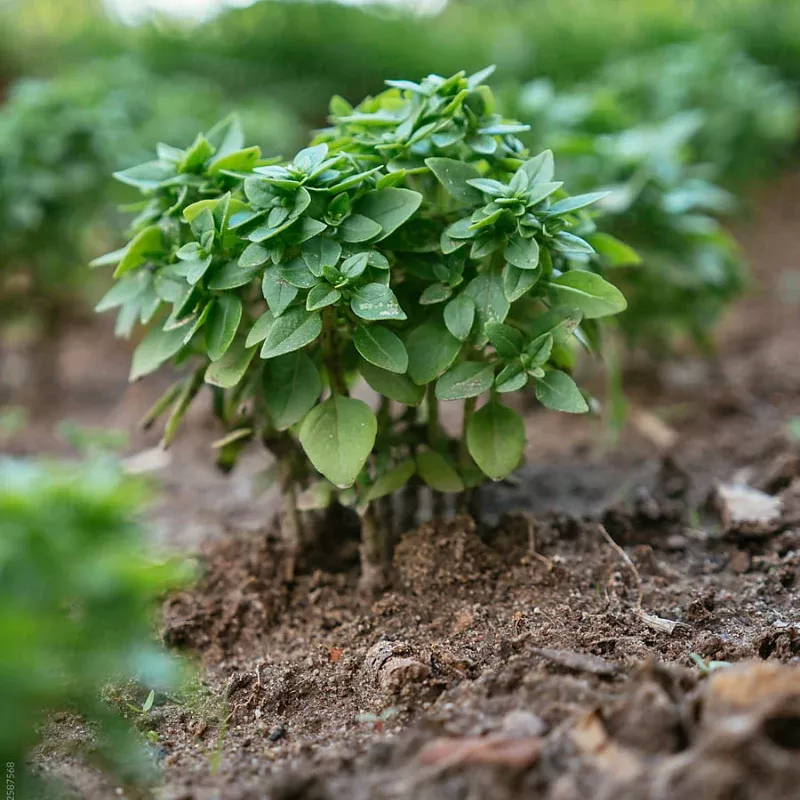 Dwarf Basil Plant Plug (Ocimum basilicum 'Dwarf') – Compact Variety for Windowsills, Containers, and Culinary Use.