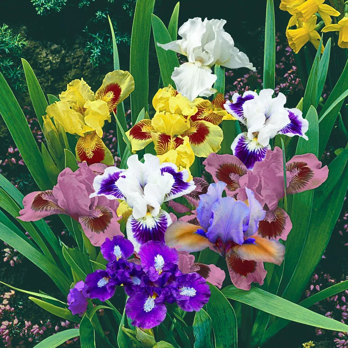 Dwarf Bearded Iris Mixture