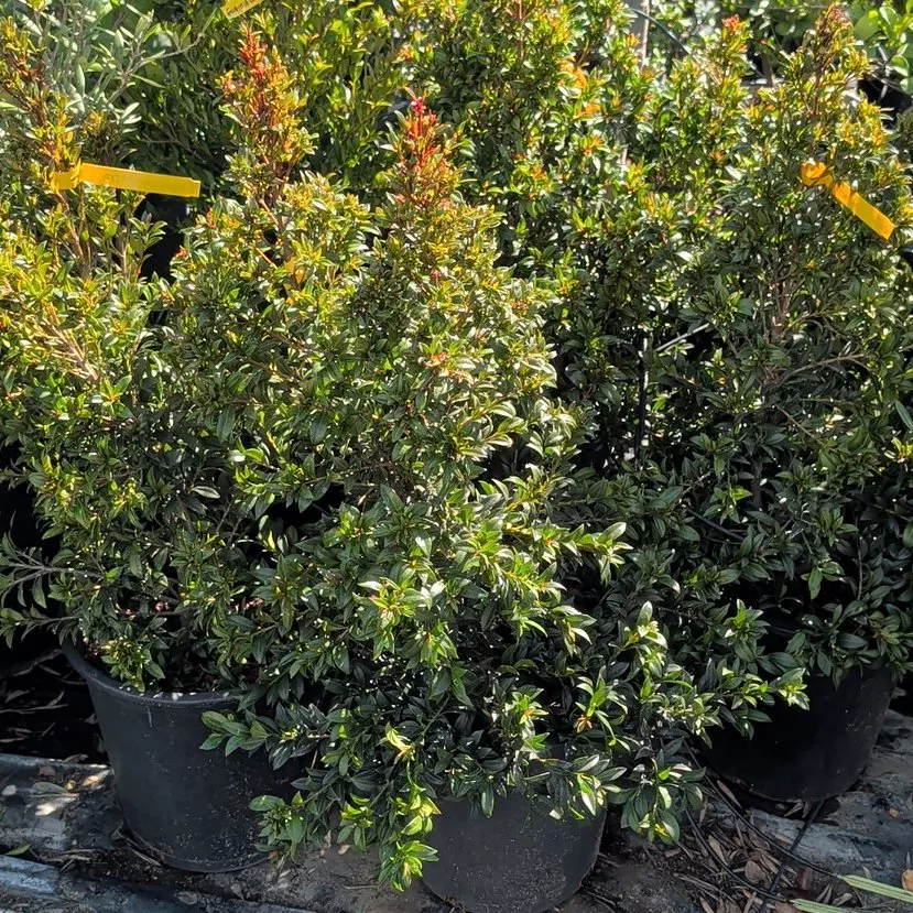 Dwarf Brush Cherry - Eugenia compacta