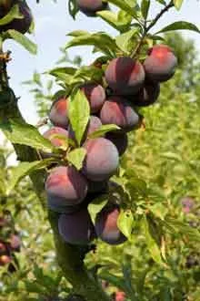 Dwarf Burbank Plum Tree