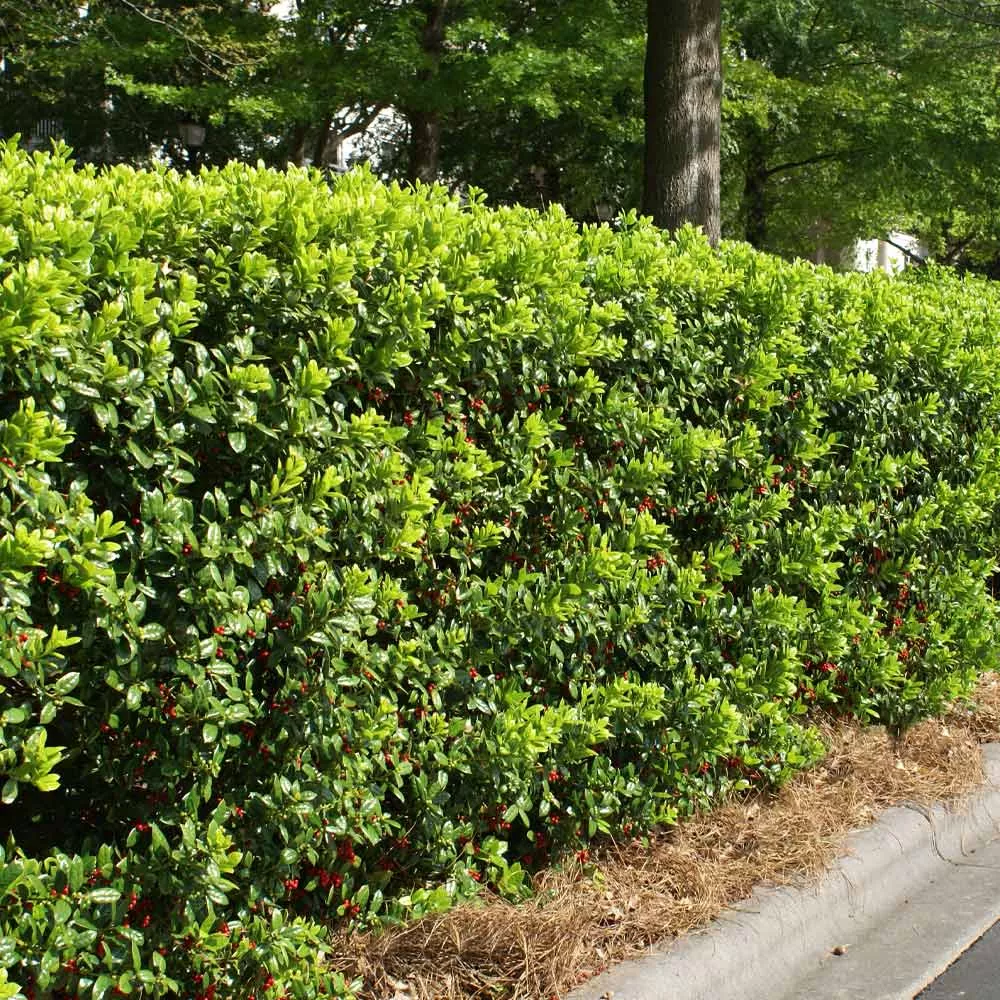 Dwarf Burford Holly Shrub