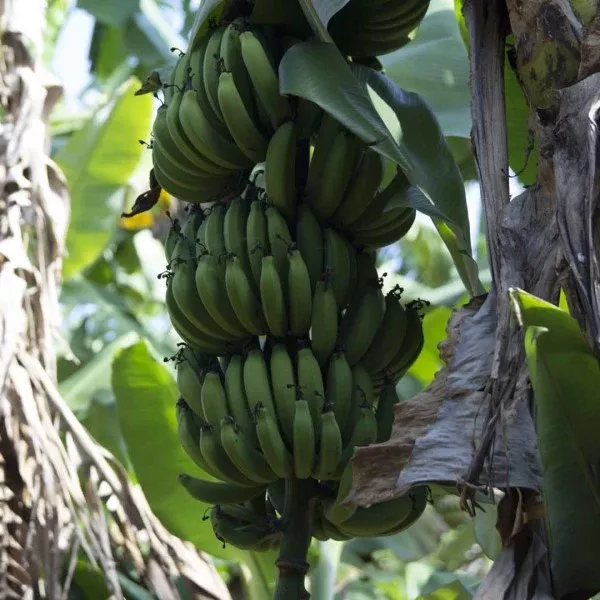 Dwarf Cavendish Banana