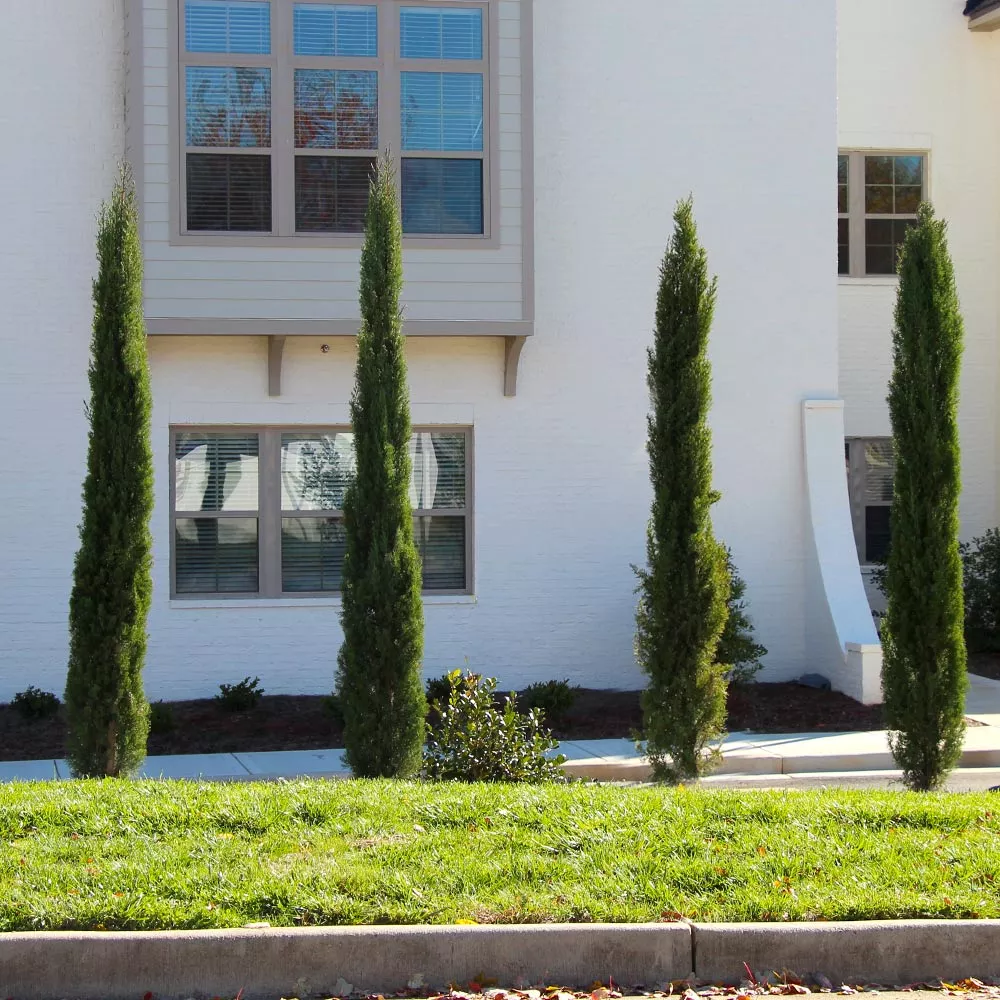Dwarf Italian Cypress Tree