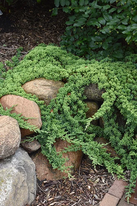 Dwarf Japanese Garden Juniper - Juniperus procumbens 'Nana' - 2 Gallon Potted Trailing Evergreen Shrub
