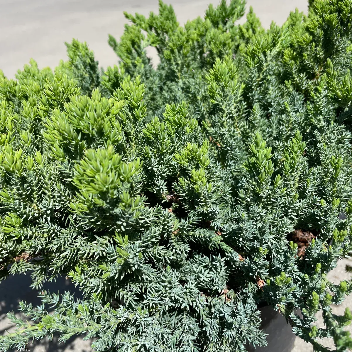 Dwarf Japanese Garden Juniper