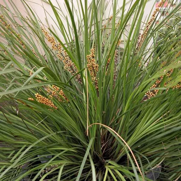 Dwarf Mat Rush