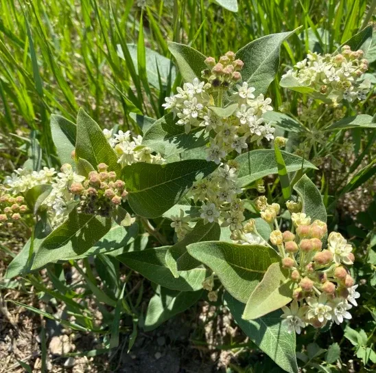 Dwarf Milkweed Seeds