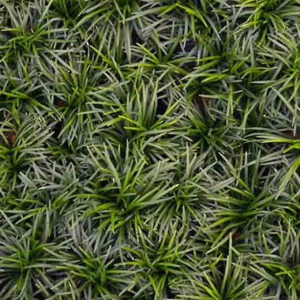 Dwarf Mondo Grass