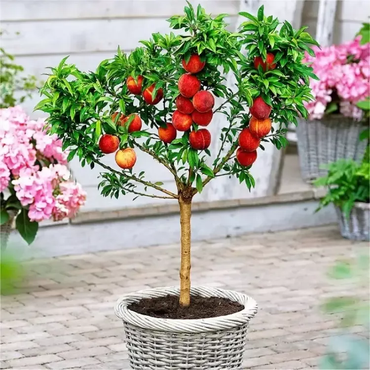 Dwarf Patio Peach Tree