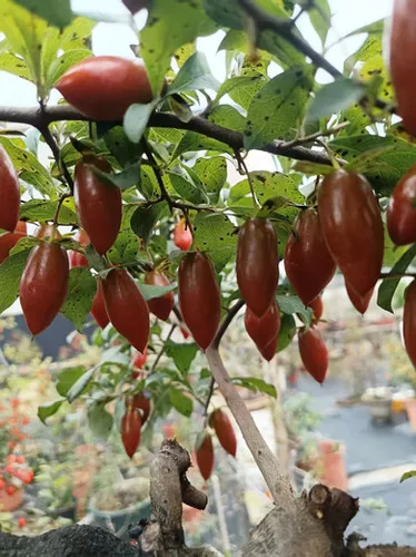 Dwarf Persimmon Seeds (Diospyros rhombifolia)